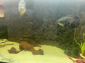 Gratis, Dieren en Toebehoren, Vissen | Aquariumvissen, Vis