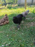 Mooie zwarte hen, Dieren en Toebehoren, Pluimvee