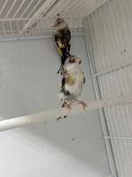 Jonge bonte putters (parva x major), Meerdere dieren, Wildzangvogel, Geringd