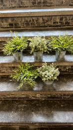 Plantes artificielles, Enlèvement