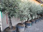 Olijfbomen te koop Olea Europaea, Tuin en Terras, Lente, Olijfboom, Ophalen, Volle zon
