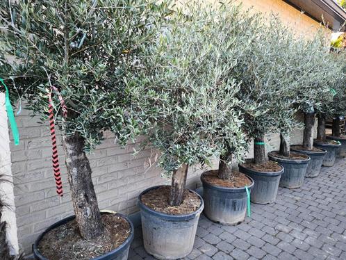 Olijfbomen te koop Olea Europaea, Tuin en Terras, Planten | Bomen, Olijfboom, Volle zon, Lente, In pot, Ophalen