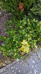 Plante Skimmia japonica, Jardin & Terrasse, Enlèvement