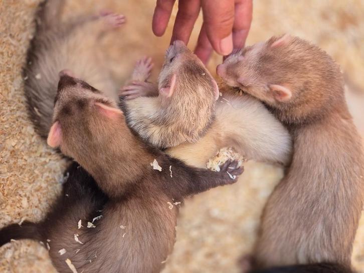 Furets, Dieren en Toebehoren, Knaagdieren, Fret, Mei