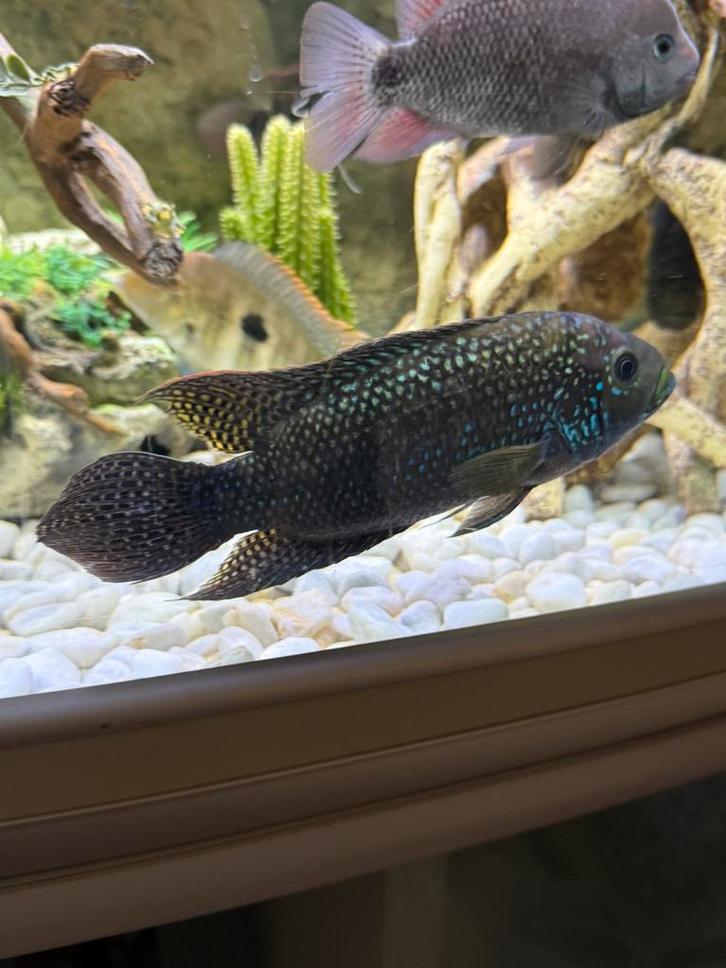 Cichlides jack dempsy 1 man, 2 vrouw, Dieren en Toebehoren, Vissen | Aquariumvissen