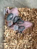 Roestkop Caique’s, Dieren en Toebehoren, Vogels | Parkieten en Papegaaien, Tam