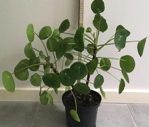 pannenkoek plant - Pilea Peperomioides - Chinese moneyplant, Huis en Inrichting, Kamerplanten, Minder dan 100 cm, Groene kamerplant