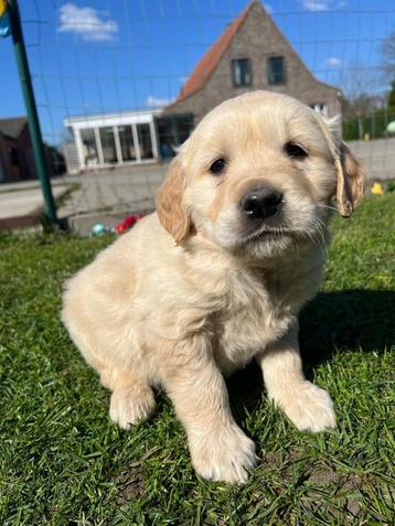 Chiots Golden Retriever, Golden retriever, Parvovirose, Plusieurs, Belgique