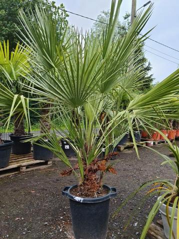 Palmboom Chamaerops Humilis - Europese dwergpalm 