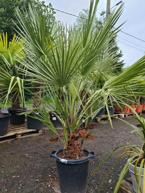 Palmboom Chamaerops Humilis - Europese dwergpalm, Tuin en Terras, Planten | Tuinplanten, Ophalen