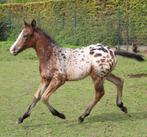 Uniek hengstveulen, Dieren en Toebehoren, Paarden, Hengst, Onbeleerd, Springpaard, 0 tot 2 jaar