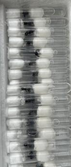 Messor barbarus Queens 2025 / mieren ant kolonie, Fourmis