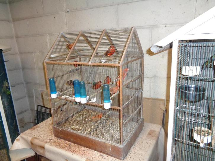 kanaries, Dieren en Toebehoren, Vogels | Kanaries