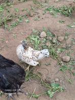 sebright krielkippen: jonge hennen 2025, Dieren en Toebehoren, Kip