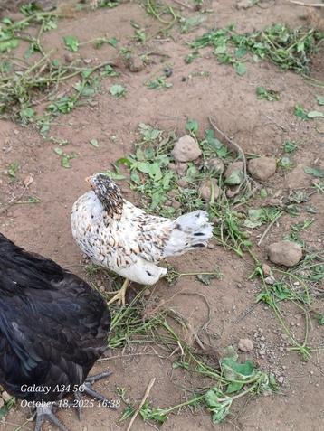 sebright krielkippen: jonge hennen 2025 beschikbaar voor biedingen