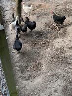Te koop jonge kippen/ haantjes, Dieren en Toebehoren