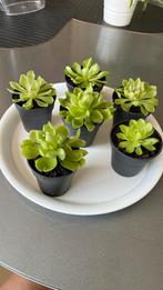 Pinguicula Tina , vetblad, Ophalen, Overige soorten, Minder dan 100 cm, Bloeiende kamerplant