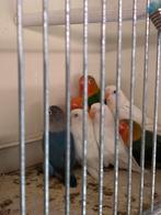 Soorten ficheries te koop, Dieren en Toebehoren, Geslacht onbekend, Dwergpapegaai of Agapornis, Geringd