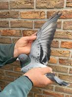 Duivin Jellema 2024, Vrouwelijk, Postduif