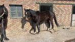 Recreatiepaard zoekt goede thuis, Dieren en Toebehoren, Paarden, 3 tot 6 jaar, 160 tot 165 cm, Recreatiepaard, Merrie