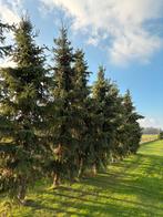 Bomen te koop, Tuin en Terras, Ophalen, 400 cm of meer