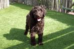 Medium Labradoodle pups met stamboom, Dieren en Toebehoren, Honden | Retrievers, Spaniëls en Waterhonden, België, Overige rassen