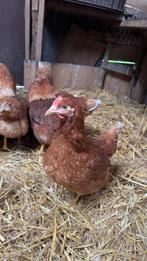 Jonge bruine legkippen te koop, Poule ou poulet