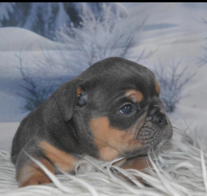 Old English bulldog puppy's, Dieren en Toebehoren, Honden | Bulldogs, Pinschers en Molossers, Meerdere dieren, Bulldog, Fokker | Professioneel