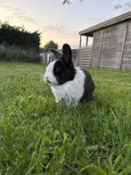 Konijn te koop, Dieren en Toebehoren, Konijnen, Mannelijk, Groot, 3 tot 5 jaar