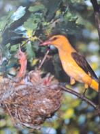 Vogels gezocht, Geringd