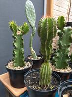 Cactussen en vetplanten : opuntia, euphorbia, portulacaria ., Huis en Inrichting, Cactus, Minder dan 100 cm, In pot, Volle zon