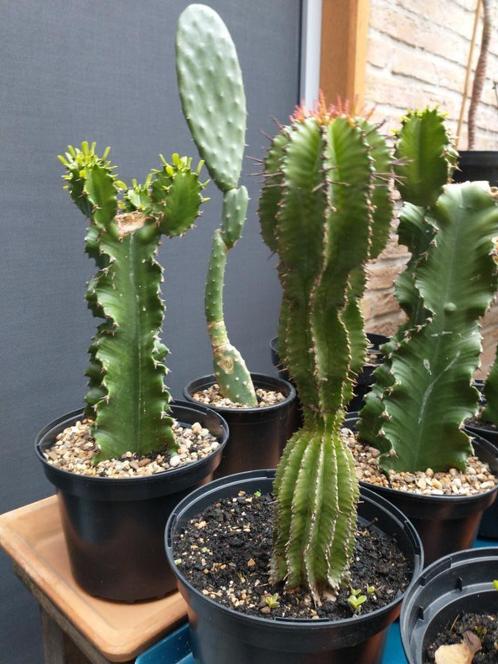 Cactussen en vetplanten : opuntia, euphorbia, portulacaria ., Huis en Inrichting, Kamerplanten, Cactus, Minder dan 100 cm, Volle zon