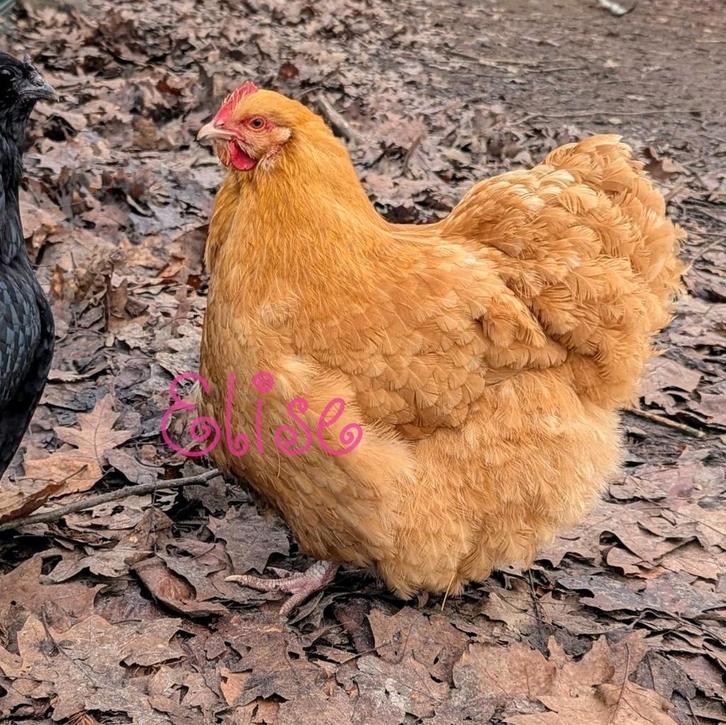 Hen orpington buff groothoender kip, Dieren en Toebehoren, Pluimvee, Kip, Vrouwelijk