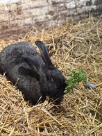 Reuzekonijn voedster, Dieren en Toebehoren, Konijnen, Vrouwelijk, Groot, 0 tot 2 jaar