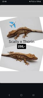 Mooie Tricolor wimpergekko baby, Dieren en Toebehoren, Hagedis, Tam, 0 tot 2 jaar