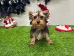 Yorkshire Terrier pups, Yorkshire Terriër, België, 8 tot 15 weken, CDV (hondenziekte)