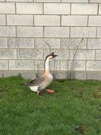 Gans, Dieren en Toebehoren, Pluimvee