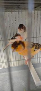 Harlekijn koppel kanarie 50€, Dieren en Toebehoren, Ophalen