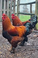 2 Prachtige Brahma hanen (voorjaar 2025), Dieren en Toebehoren, Pluimvee, Mannelijk, Kip