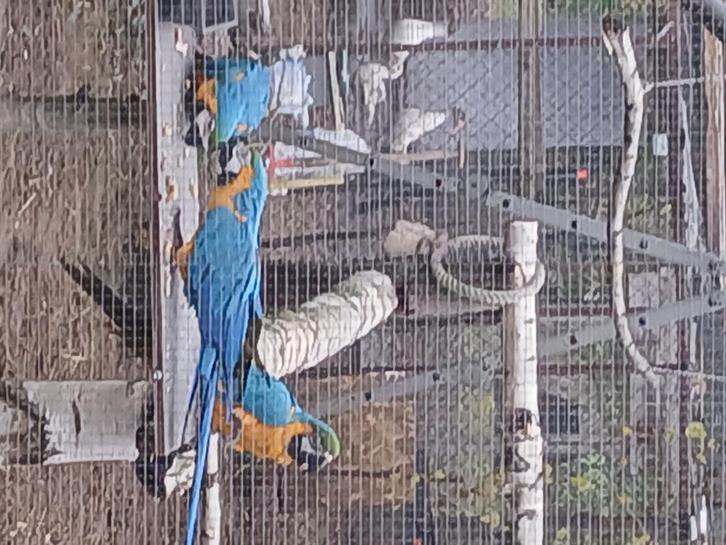 Blauw gele ara , ara ararauna, Dieren en Toebehoren, Vogels | Parkieten en Papegaaien, Papegaai, Vrouwelijk, Geringd