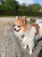 Kleine Duitse spits beschikbaar voor de fokkerij, Dieren en Toebehoren, Honden | Dekreuen, Particulier, CDV (hondenziekte), België