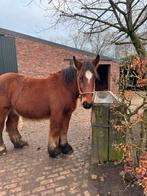 3 trekpaard ruinen te koop, Hongre, Cheval de récréation, Vermifugé