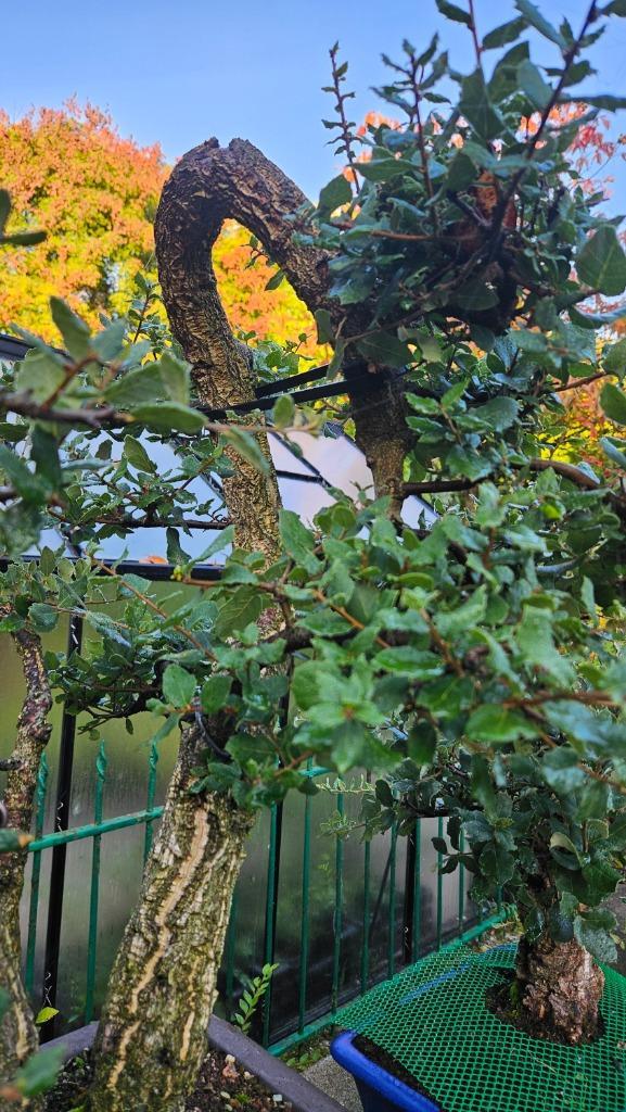 Bonsai Kurkeik, Tuin en Terras, Planten | Bomen, Ophalen
