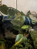 Philodendron scandens Brazil stekjes, Huis en Inrichting, Kamerplanten, Ophalen