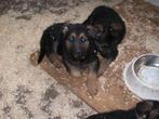 duitse herder pups, Dieren en Toebehoren, België, Particulier, 8 tot 15 weken, Meerdere dieren