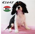 chiots Cavalier King Charles à vendre - Blenheim & Tricolor, Animaux & Accessoires, 15 semaines à 1 an, Hépatite contagieuse (maladie de Rubarth)