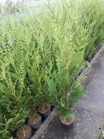 Conifeer / Thuja occidentalis, Tuin en Terras, Ophalen, Conifeer, Haag