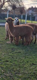 Alpaca hengst, Dieren en Toebehoren, Hengst