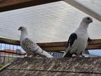 duiven, Dieren en Toebehoren, Vogels | Duiven, Meerdere dieren, Overige soorten