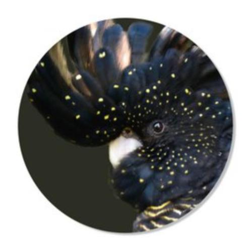 Muurcirkel Ara, Huis en Inrichting, Woonaccessoires | Wanddecoraties, Nieuw, Ophalen of Verzenden